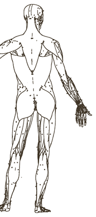 Body map, back: MS12 · Crown & occiput